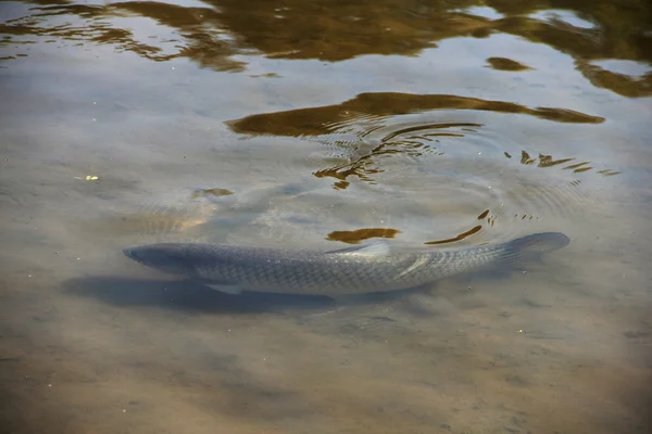 Brown trout di kolam — Stok Foto