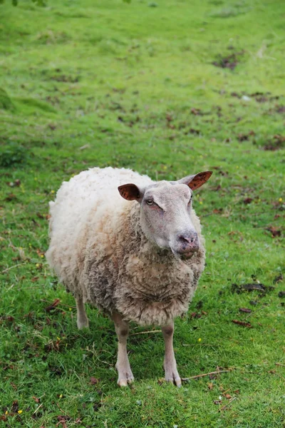 緑の牧草地で羊 — ストック写真