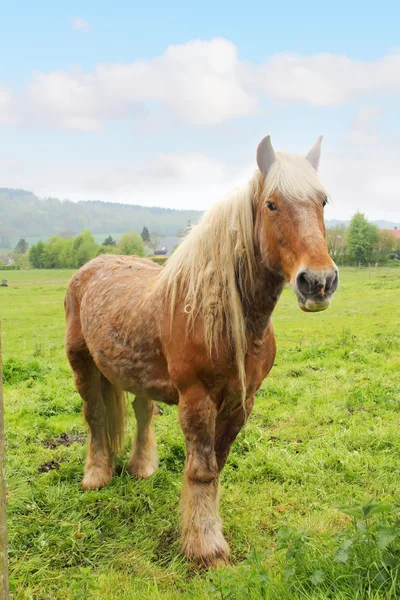 Cavalo de percheron — Fotografia de Stock