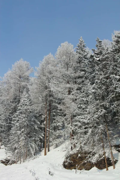 Inverno Foresta Montagna Nella Neve Bellissimo Paesaggio Nella Località Sciistica — Foto Stock