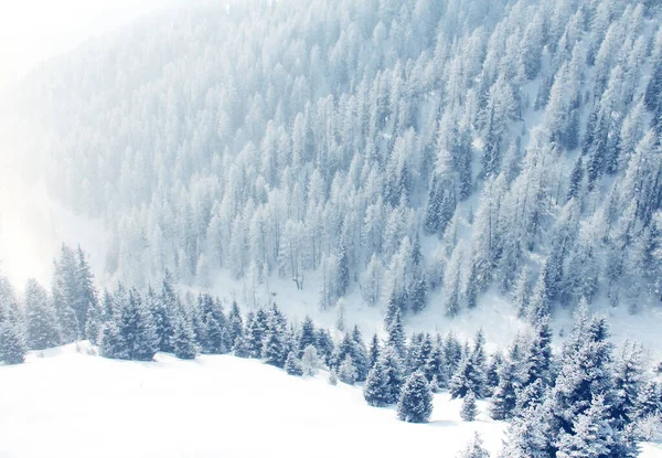 Zimowy Las Górski Śniegu Piękny Krajobraz Ośrodku Narciarskim Solden Austria — Zdjęcie stockowe