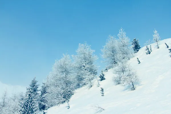 Winterlicher Bergwald Schneebedeckter Landschaft Skigebiet Sölden Österreich — Stockfoto