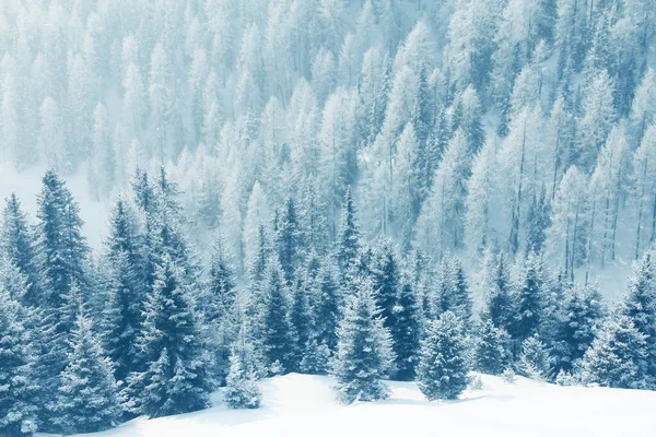 Winterbergbos Sneeuw Prachtig Landschap Skigebied Solden Oostenrijk — Stockfoto