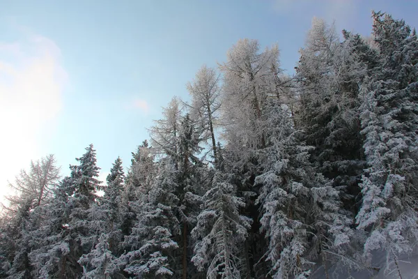 Winterlicher Bergwald Schneebedeckter Landschaft Skigebiet Sölden Österreich — Stockfoto