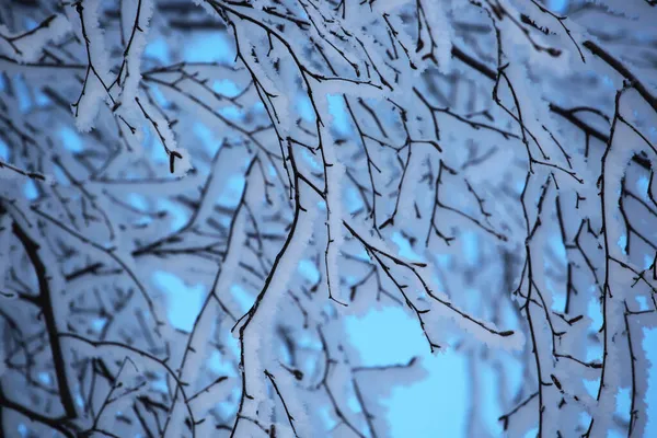 Hoarfrost Nas Árvores Floresta Fria Inverno Sobre Fundo Céu Azul — Fotografia de Stock