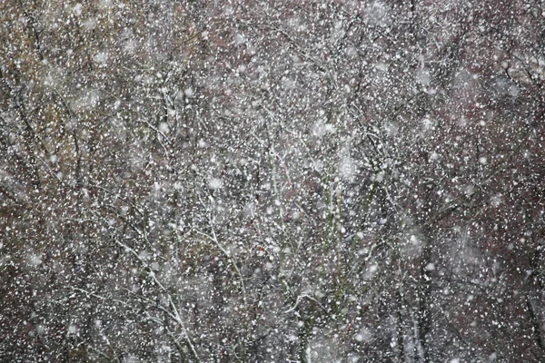 Vinter Faller Snö Över Träd Bakgrund Verkliga Naturliga Foto — Stockfoto