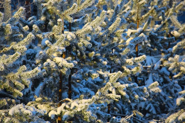 Hoarfrost Soğuk Kış Ormanda Çam Ağacı Üzerinde — Stok fotoğraf
