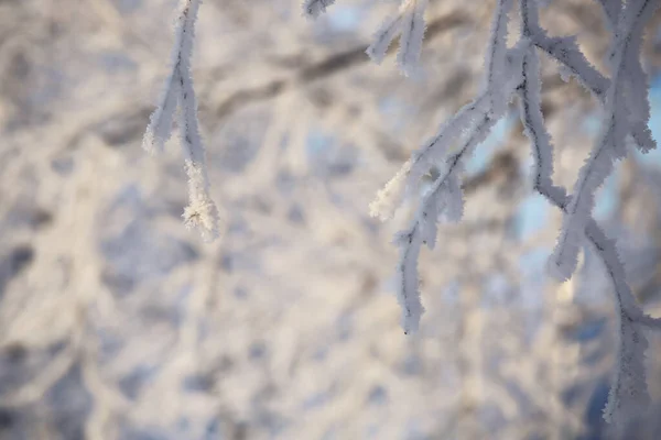 Rijm Bomen Koude Winter Bos Bij Zonsopgang — Stockfoto
