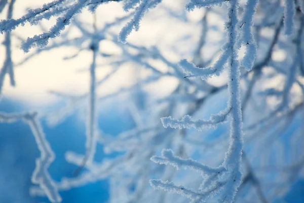 Rijm Bomen Koude Winter Bos Bij Zonsopgang — Stockfoto
