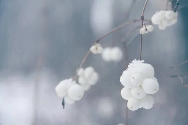 Fructe Albe Acoperite Zăpadă Fundal Deschis Încețoșat — Fotografie, imagine de stoc