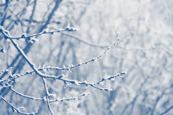 Hoarfrost Boomtak Mooie Winter Achtergrond — Stockfoto