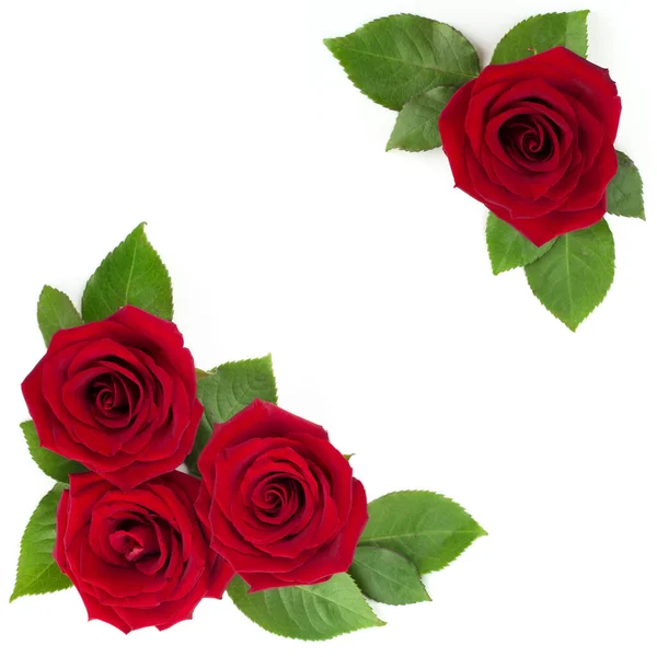 Κόκκινο Τριαντάφυλλο Λουλούδια Και Φύλλα Διάταξη Γωνία Πλαίσιο Του Σχεδιασμού — Φωτογραφία Αρχείου