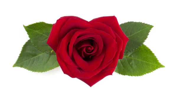 Rosa Rossa Forma Cuore Fiore Foglie Disposizione Isolata Sfondo Bianco — Foto Stock