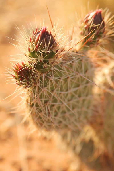 Cacto — Fotografia de Stock