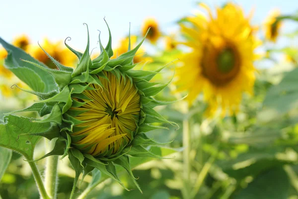 Sunflowers — Stock Photo, Image