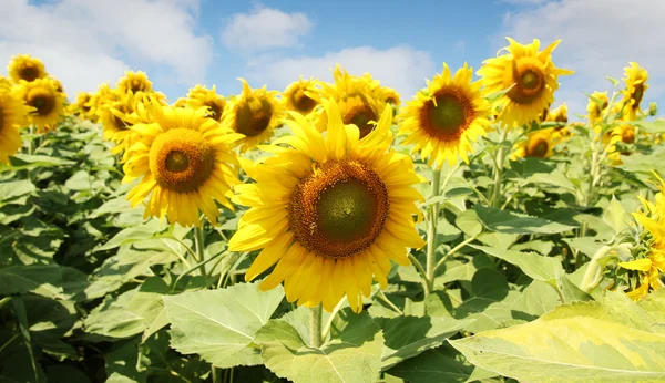 Sunflowers — Stock Photo, Image