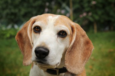 bir beagle portresi
