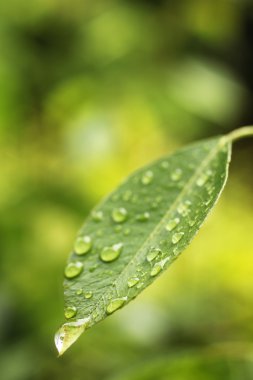 su yapraklara düşer.