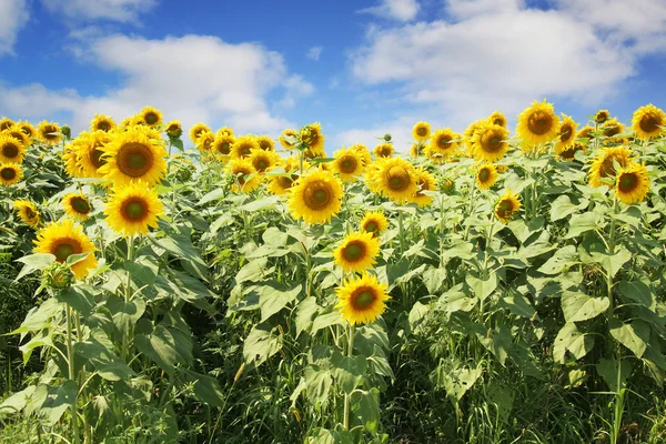 Sunflowers — Stock Photo, Image