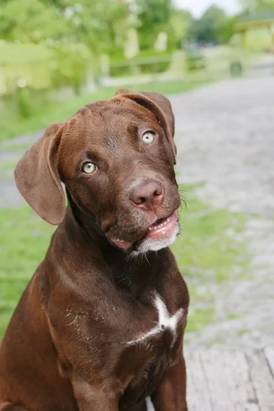Bruine labrador puppy — Stockfoto