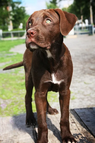 Hnědý labrador štěně — Stock fotografie