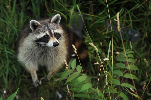 Racoon Imagen De Stock