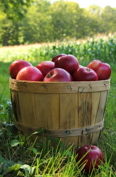 Apples — Stock Photo, Image