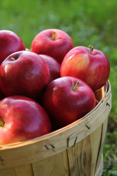 Appels in een mand — Stockfoto