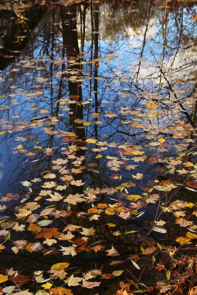 Feuilles dans l'eau — Photo