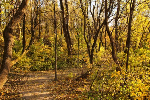 Stig i skogen under hösten — Stockfoto