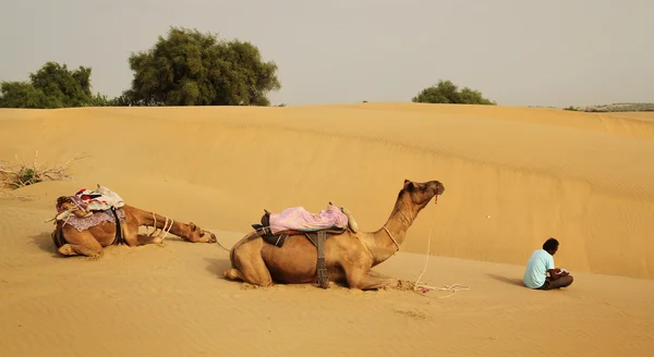 Kamelen en gids — Stockfoto