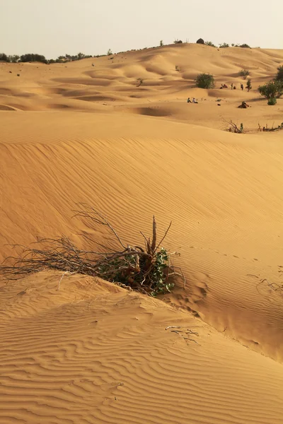 Deserto — Fotografia de Stock