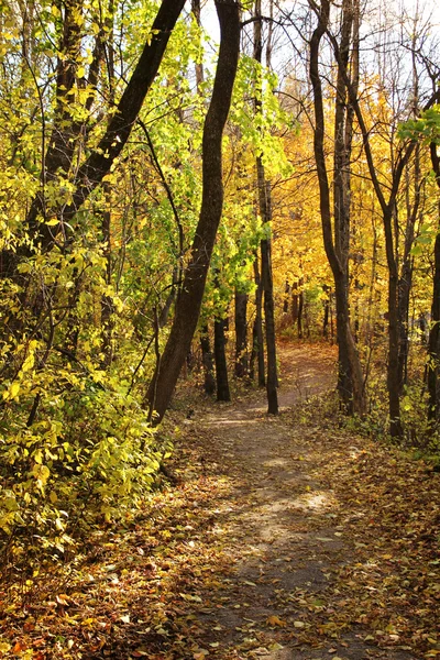 Chemin jaune — Photo