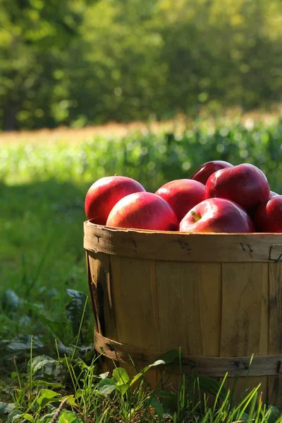 Appels in een mand — Stockfoto