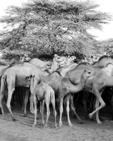 Camellos — Foto de Stock