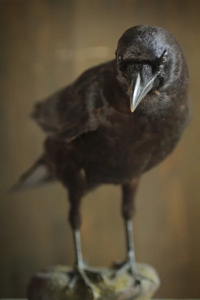 Crow — Stock fotografie