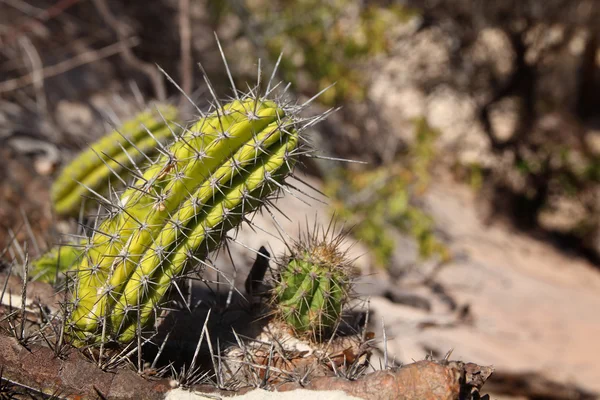 Cactus — Stock Photo, Image