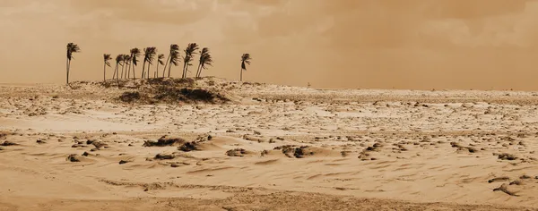 Palmboom in een woestijn — Stockfoto