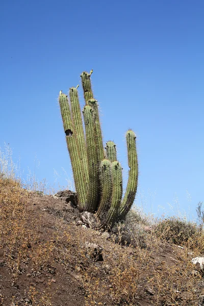 Cactus landscape — Stock Photo, Image