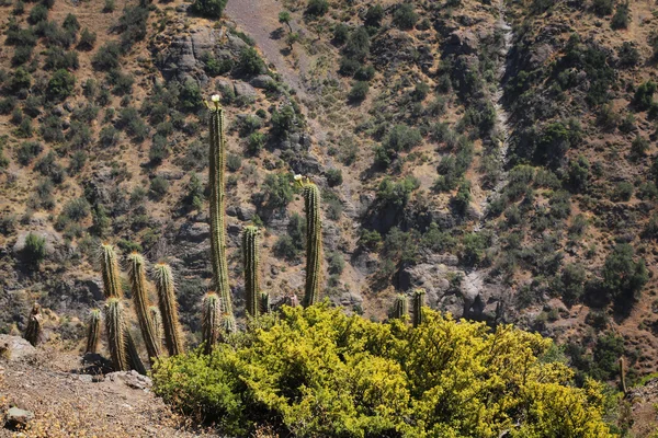 Cactus landscape — Stock Photo, Image