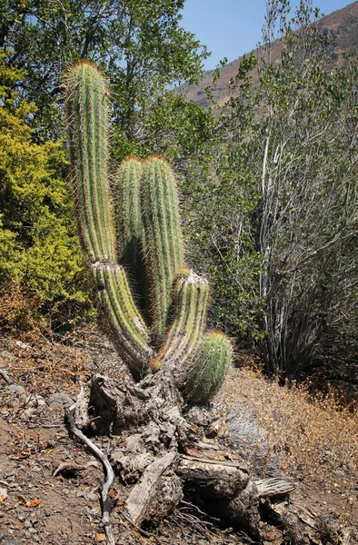 Kaktus krajina — Stock fotografie