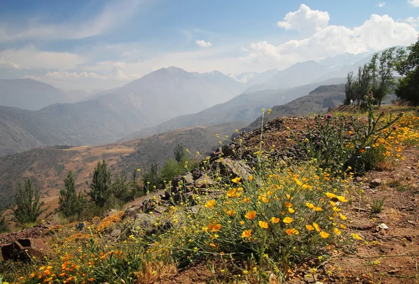 Andes montañas con flores — Foto de Stock