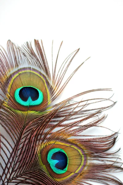 Peacock feather — Stock Photo, Image