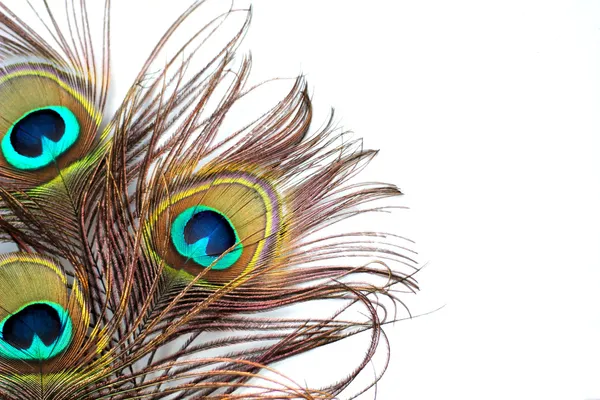 Peacock Peří — Stock fotografie