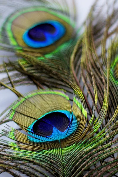 Peacock Peří — Stock fotografie