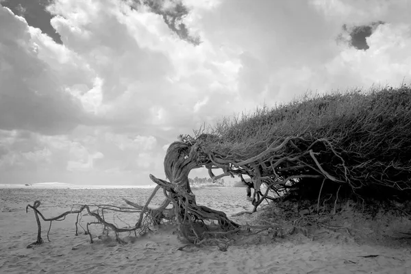 Líný strom — Stock fotografie