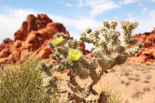 Valley of Fire — Stok fotoğraf