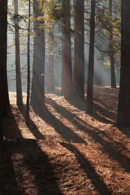 Işığın Işığı