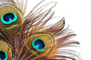 Three peacock feathers clipart