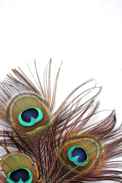 Peacock feather on white — Stock Photo, Image